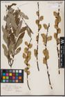 Foto von Salix cinerea L.